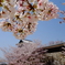 桜満開松山城01