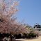 桜満開松山城02