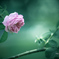 Pink rose