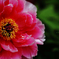 ☆Fried stamen