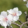 梅
