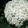 純白の紫陽花