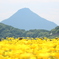 開聞岳とお花畑