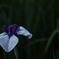 花　その29