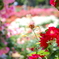 薔薇の園