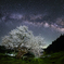 春暁の山桜