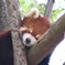 旭山動物園のレッサーパンダ