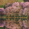 中綱湖・桜