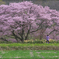 桜花