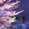 京都桜風景