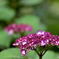with a tinge of purple ・・・