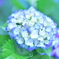 紫陽花らしい紫陽花