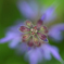 野の花　１