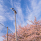 桜 空