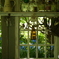 Tasha's garden