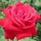 フラワーロードの薔薇