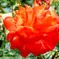 フラワーロードの薔薇