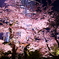 ヒルズ下の桜