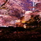 毛利庭園夜桜