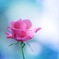 薔薇