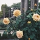 薔薇