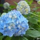 １番好きな花