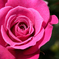 薔薇