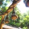 縄鳥居　大神神社