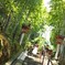 竹林の階段　大神神社