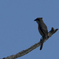見かけぬ鳥と思ったら