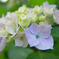 紫陽花#01