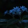珍しい紫陽花