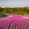 市貝町芝桜公園