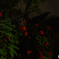 夜の植物②