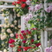 SUNSHINE in the Rose Garden
