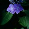 季節の花