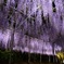紫雨