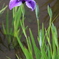 菖蒲２