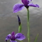 菖蒲　３