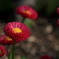 雛菊