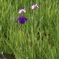 菖蒲　５