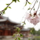 桜1