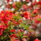 花1