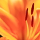 shine with particular brilliance