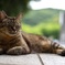 猫神さま2