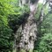 THE縄文杉