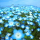 Blue world
