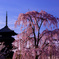 古都の桜