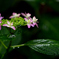 月に斑雲 紫陽花に雨