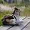 ねこ　その６８２の２